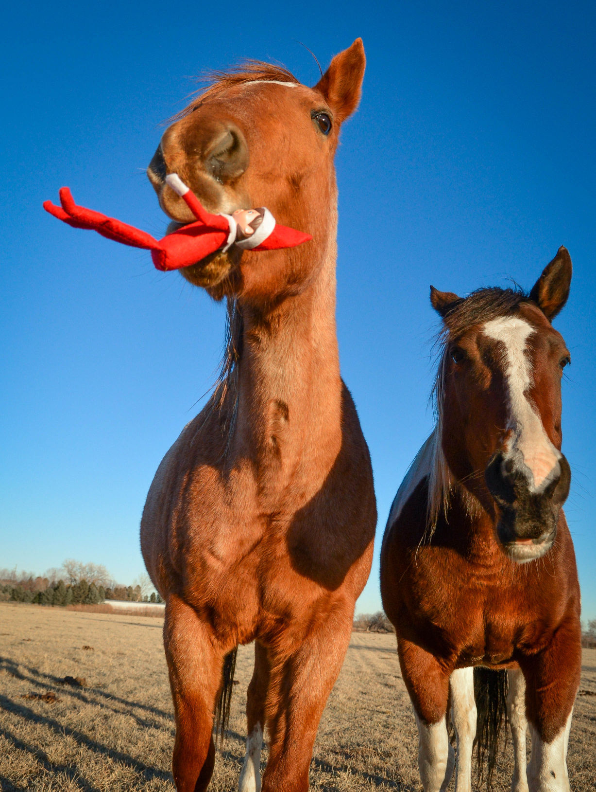 Horse snack